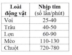 Bảng nhịp tim của một số loài động vật có vú